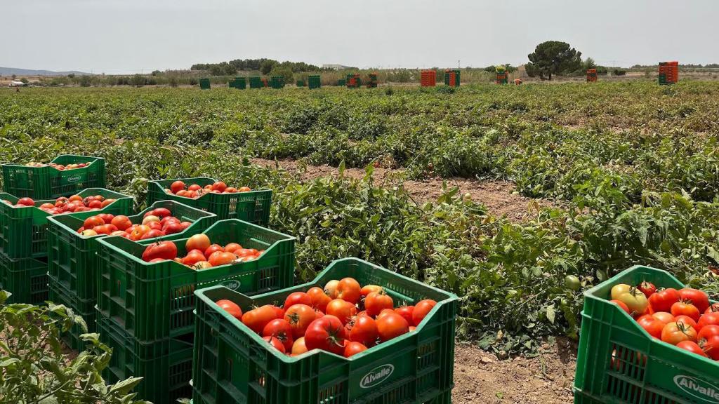 Unos tomates recién cultivados en la Región de Murcia, listos para ser transportados a la planta de Alvalle.