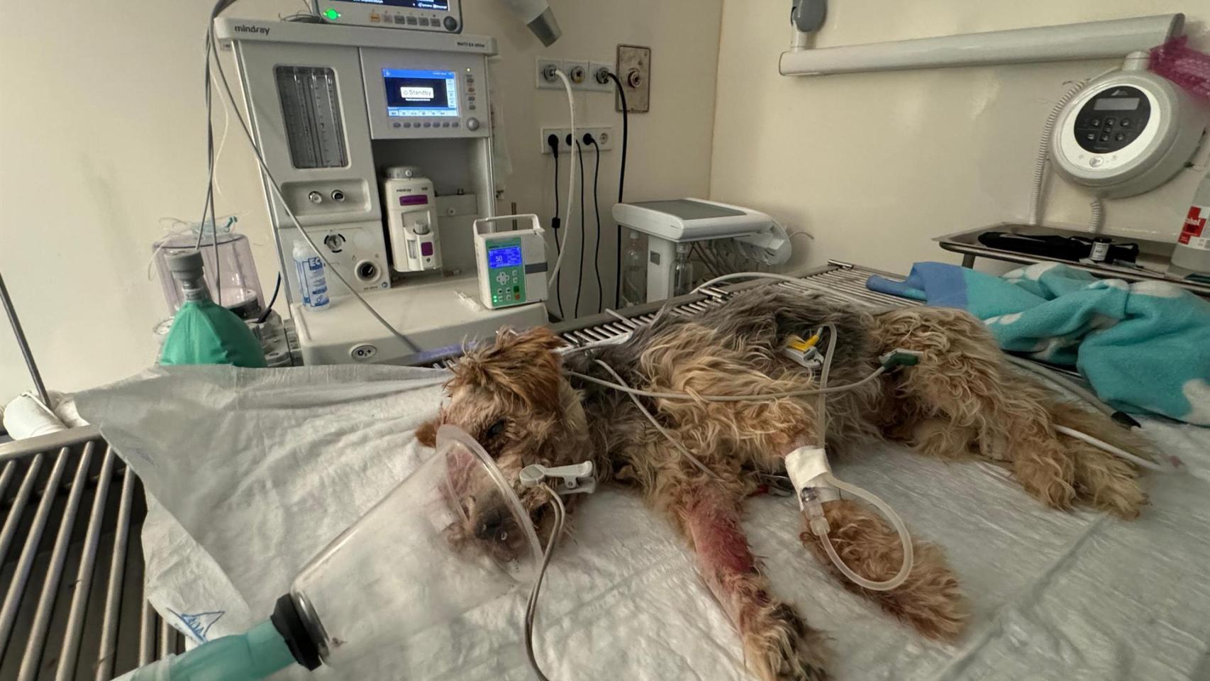 Los veterinarios no pudieron hacer nada por salvar la vida al perro Tobi.