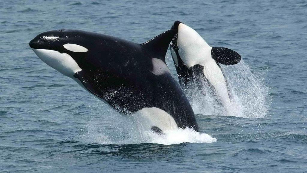 Imagen de archivo de una pareja de orcas.