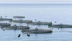 La acuicultura, la técnica que garantiza el pescado del presente y del futuro