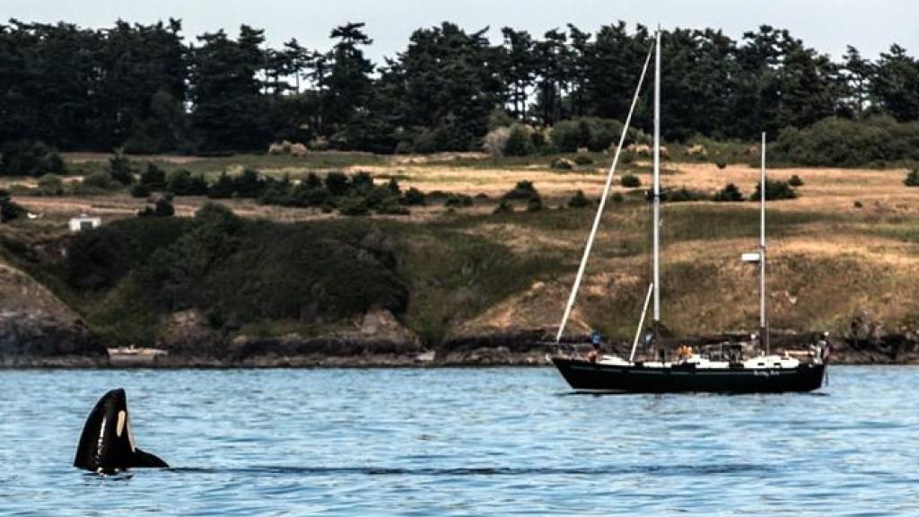 Imagen de archivo de una orca 'jugando' cerca de un velero.