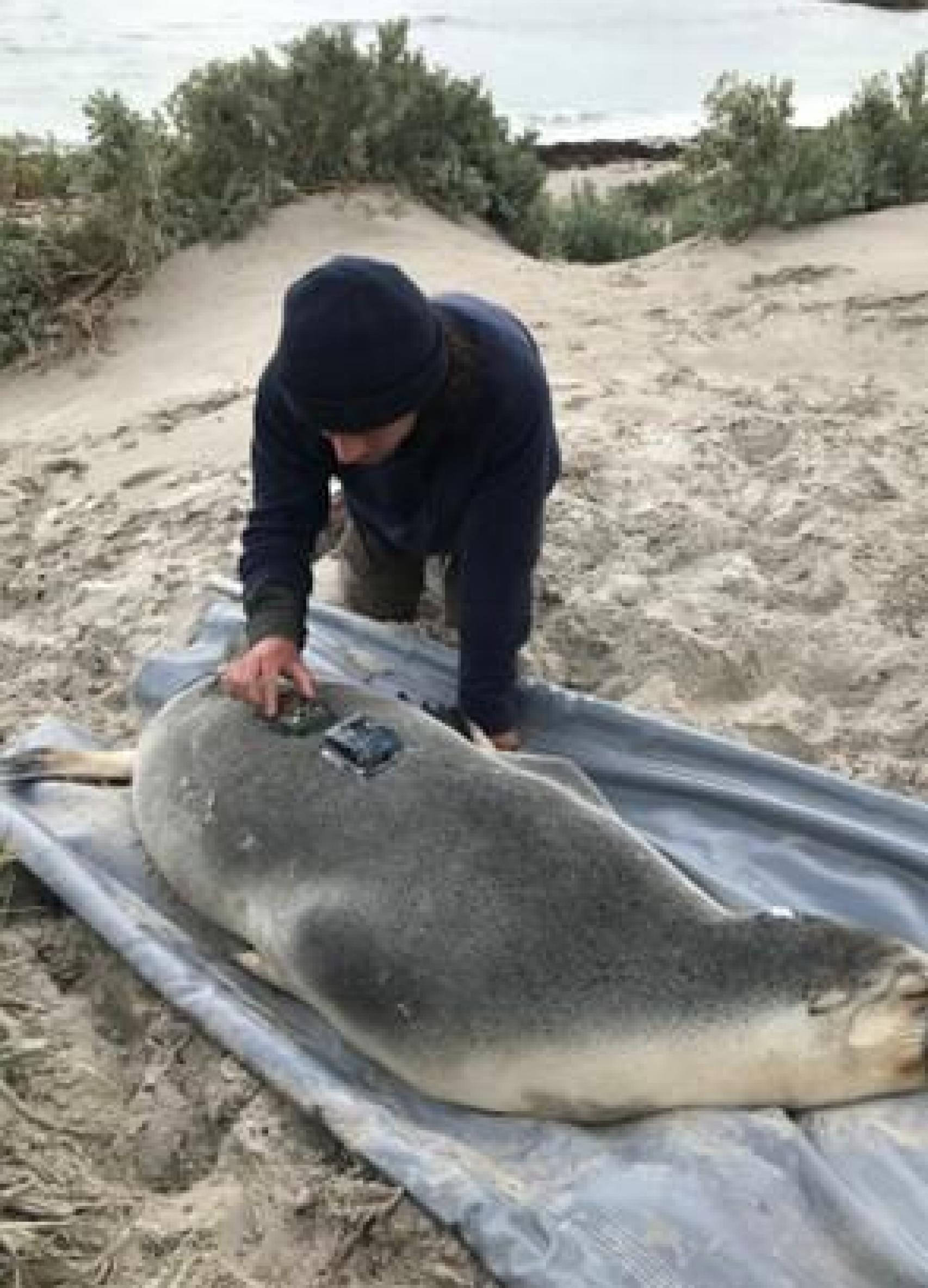 Uno de los investigadores colocando el equipo a una leona marina.