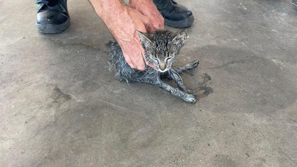 Gato rescatado en un surtidor de gasolina en Monfarracinos