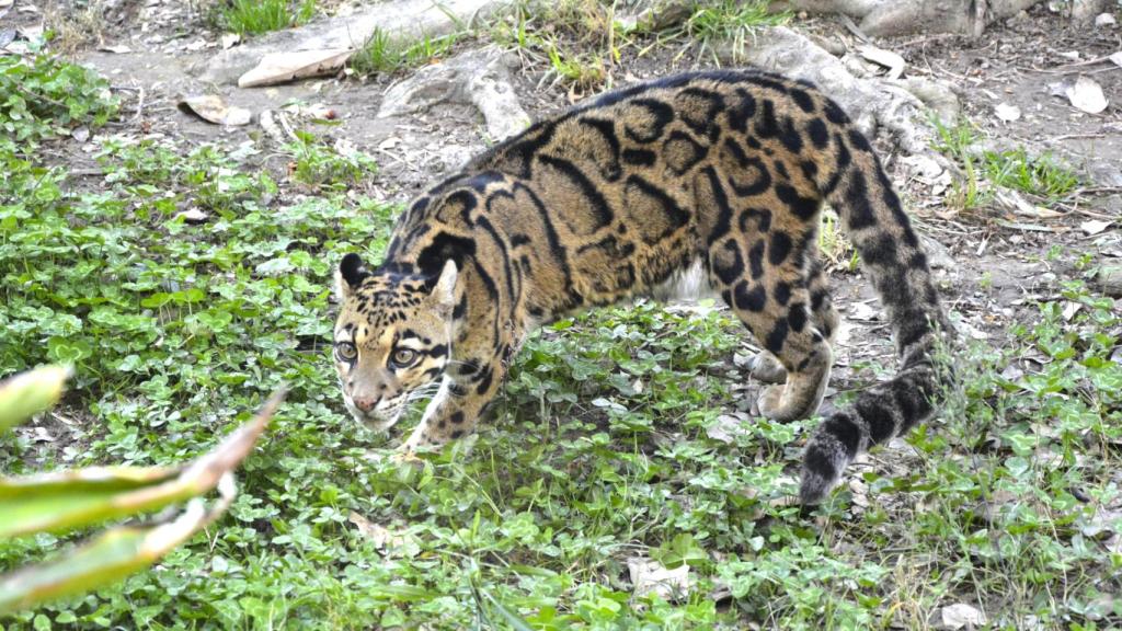 Terra Natura Benidorm aboga por la conservación de la biodiversidad en el Día de la Pantera Nebulosa