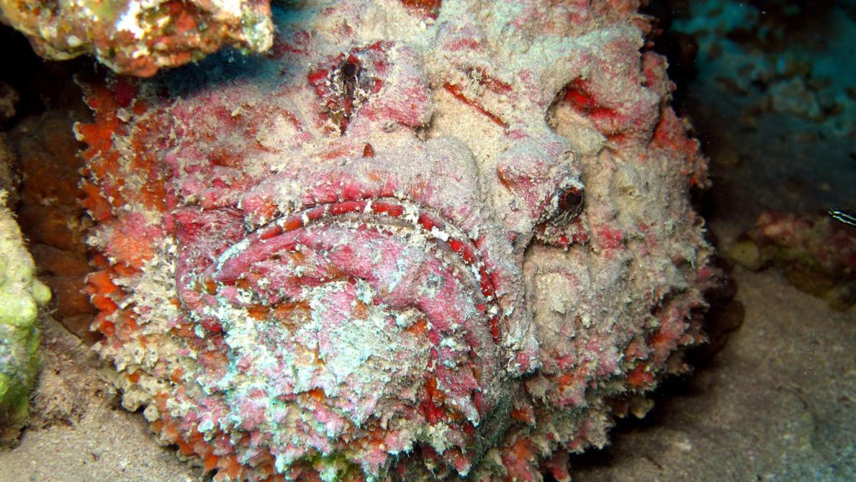 Pez piedra en el fondo marino.