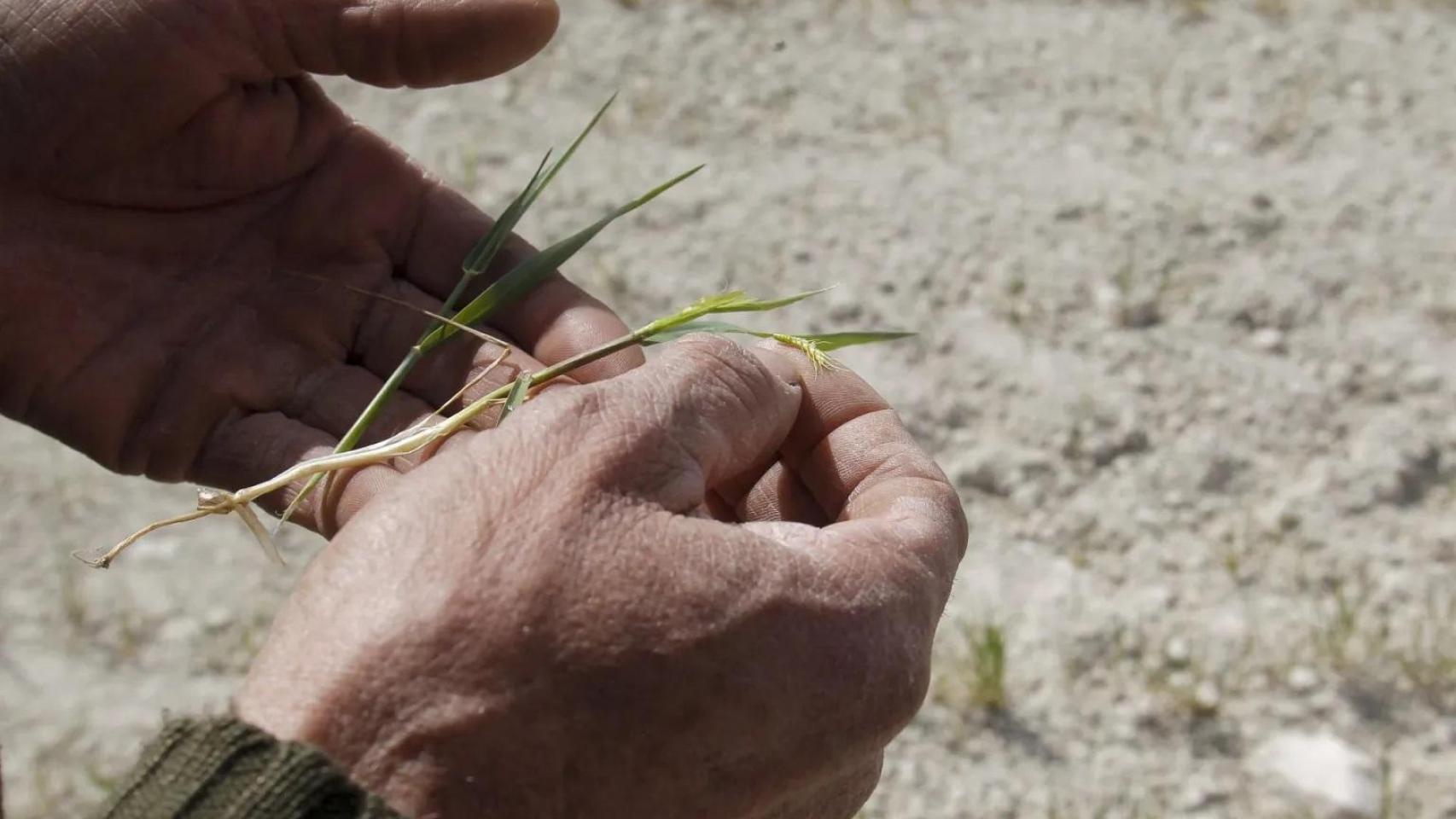 Un agricultor muestra los efectos de la sequía.