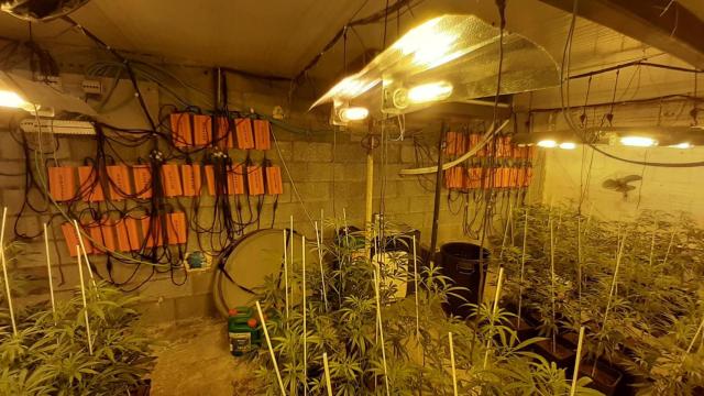 Una plantación de marihuana.