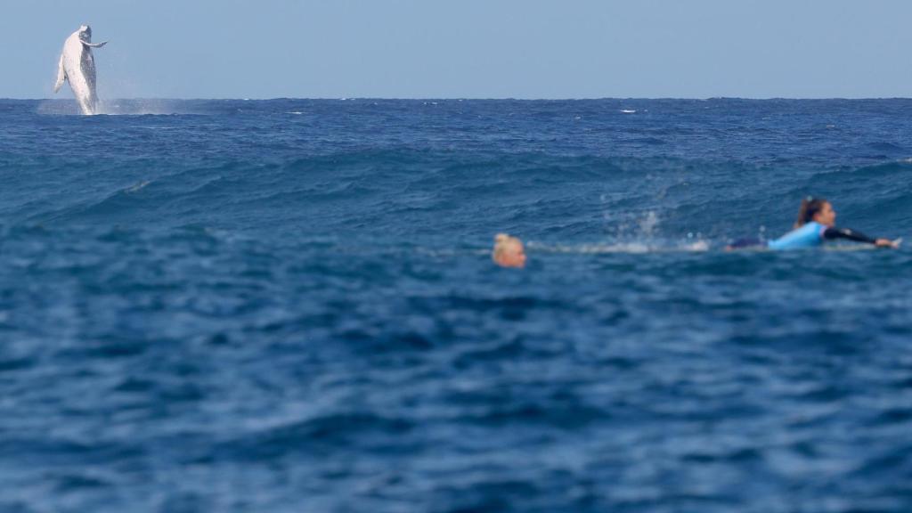 Una ballena irrumpe en las pruebas de surf de los JJOO en Tahití.