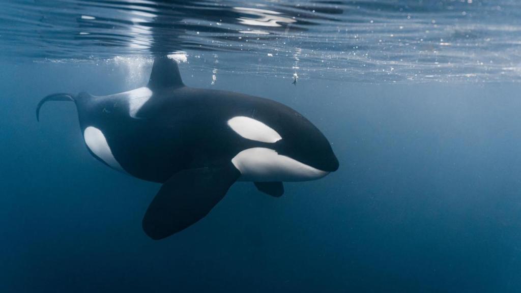 Orca bajo el mar.