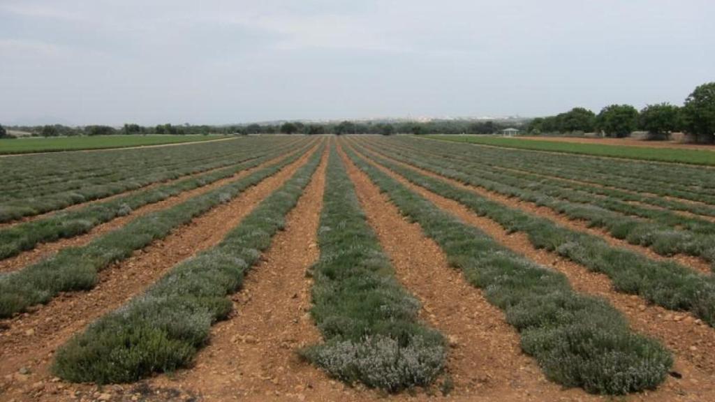 Cultivo de tomillo de Bionorica en Mallorca.