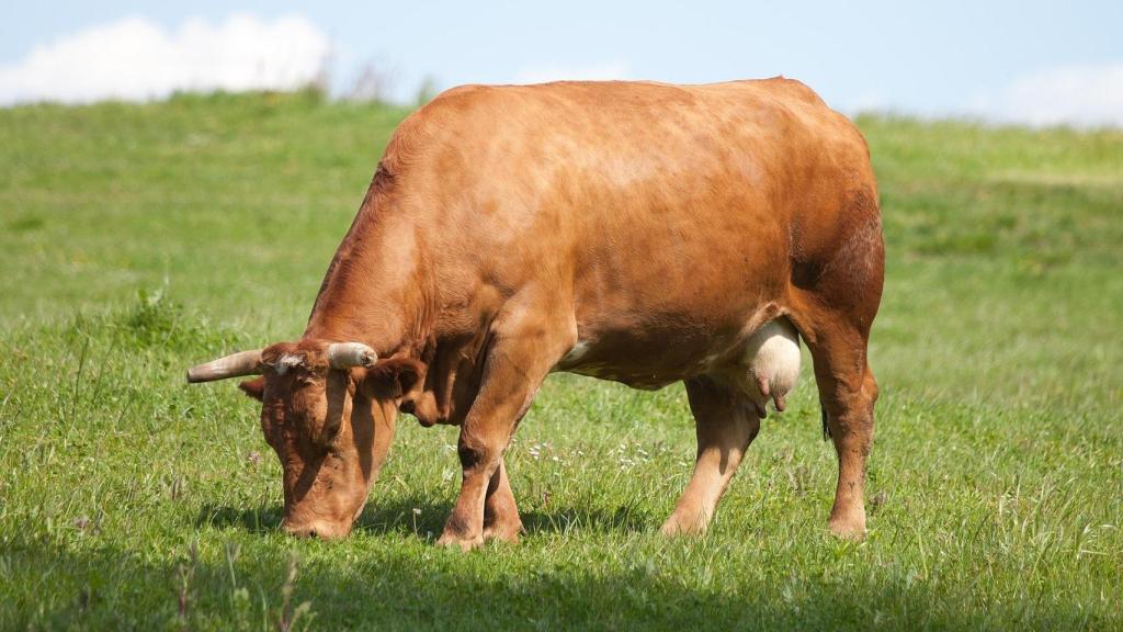 Raza bovina galega.