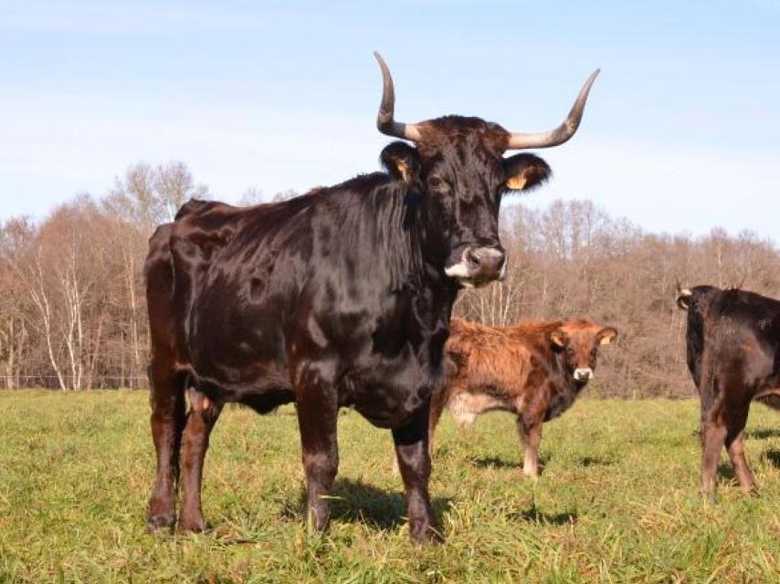 Raza bovina caldelá.