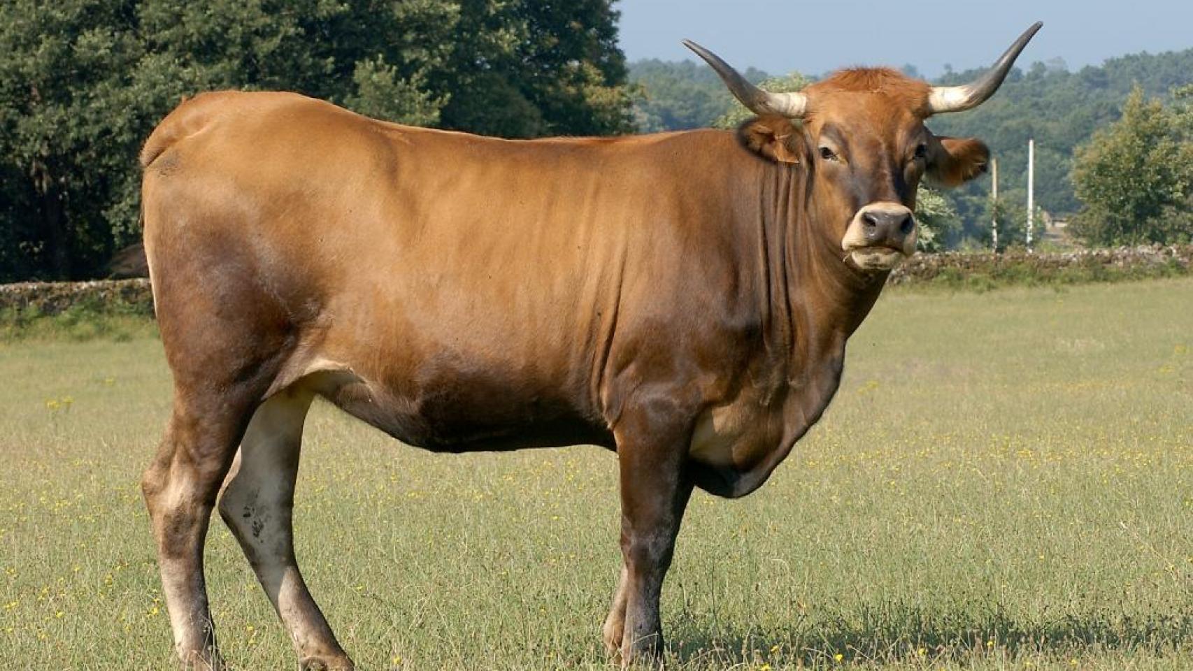 Raza bovina limiá.