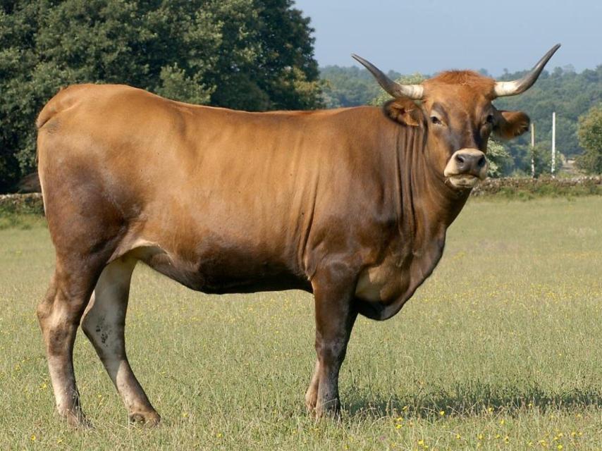 Raza bovina limiá.