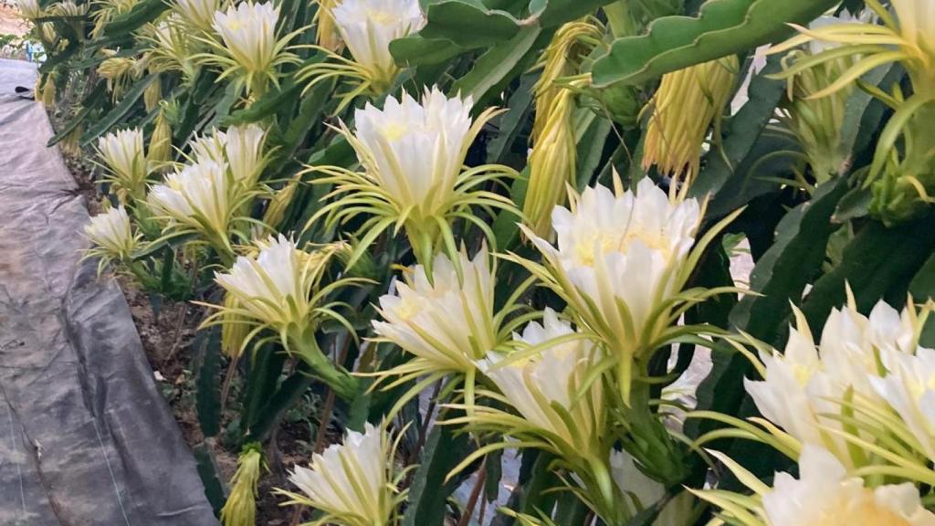 Flores de pitaya de los cultivos de Mariló.