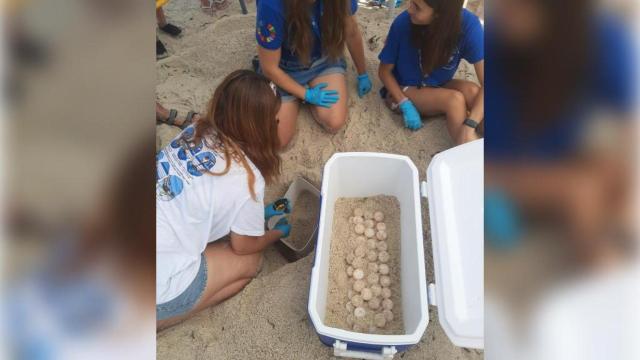 Los huevos que ha dejado la tortuga en Torrevieja.