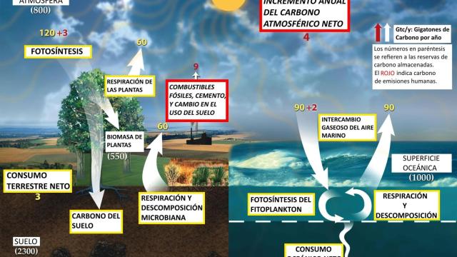 Esquema del ciclo de carbono rápido.