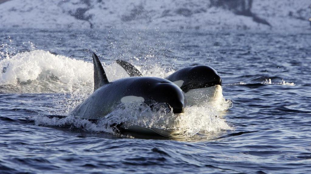 Pareja de orcas nadando sobre la superficie.