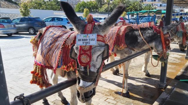 Un burro taxi de Mijas.