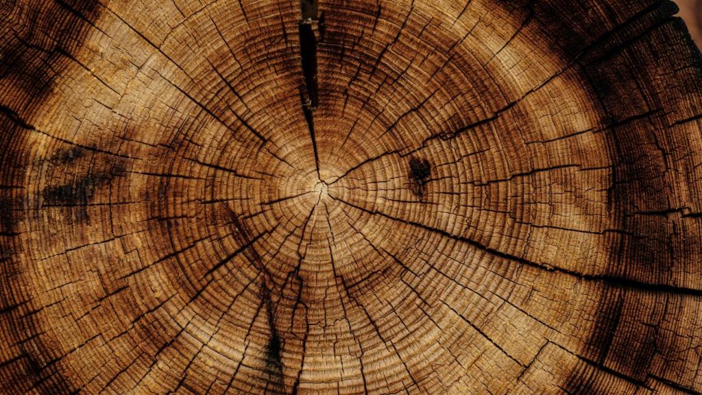 Tronco d'albero, dal legno si estrae la cellulosa