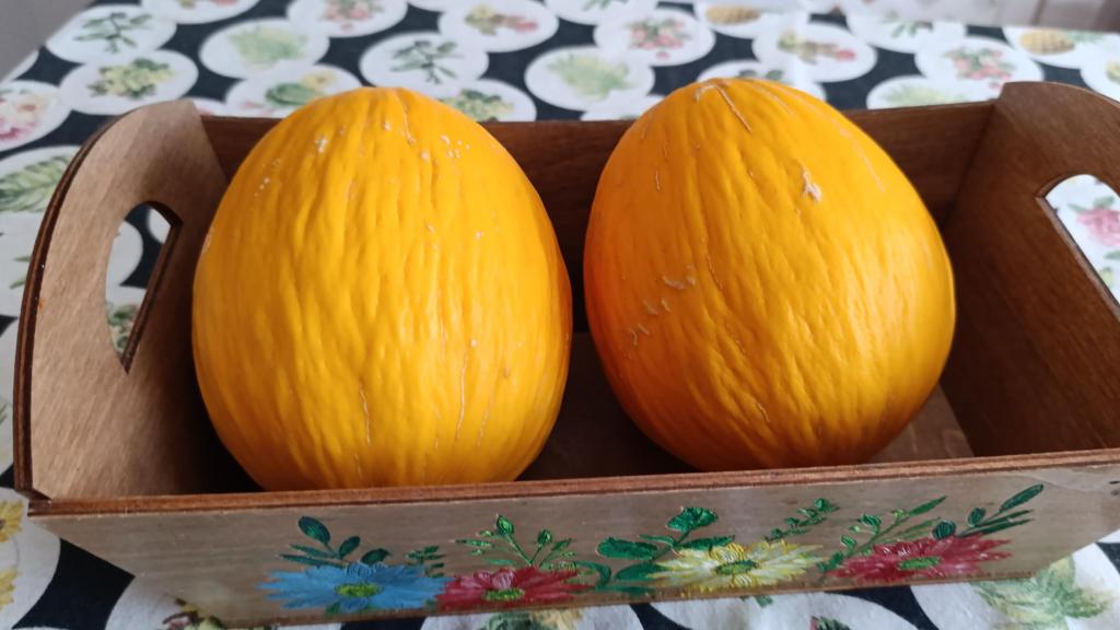 Dos melones amarillos, recogidos por un vecino en las plantaciones que rodean Los Belones.