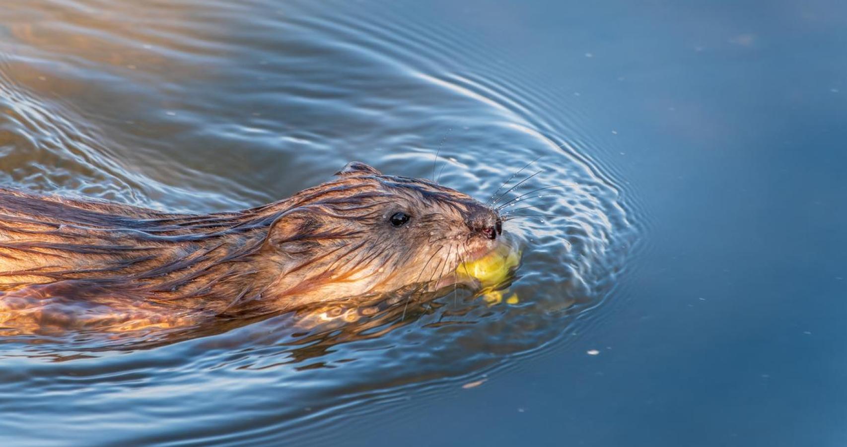 Imagen de un coypus.