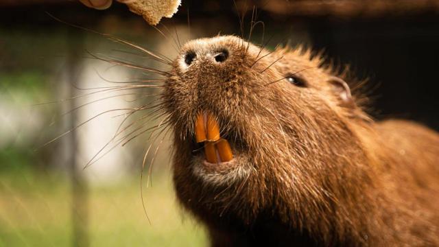 Coypus.