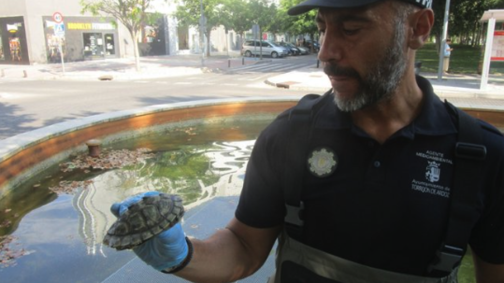 Encuentran 11 galapagos en una fuente en Torrejón de Ardoz: se sospecha que los abandonó un mismo dueño unas horas antes