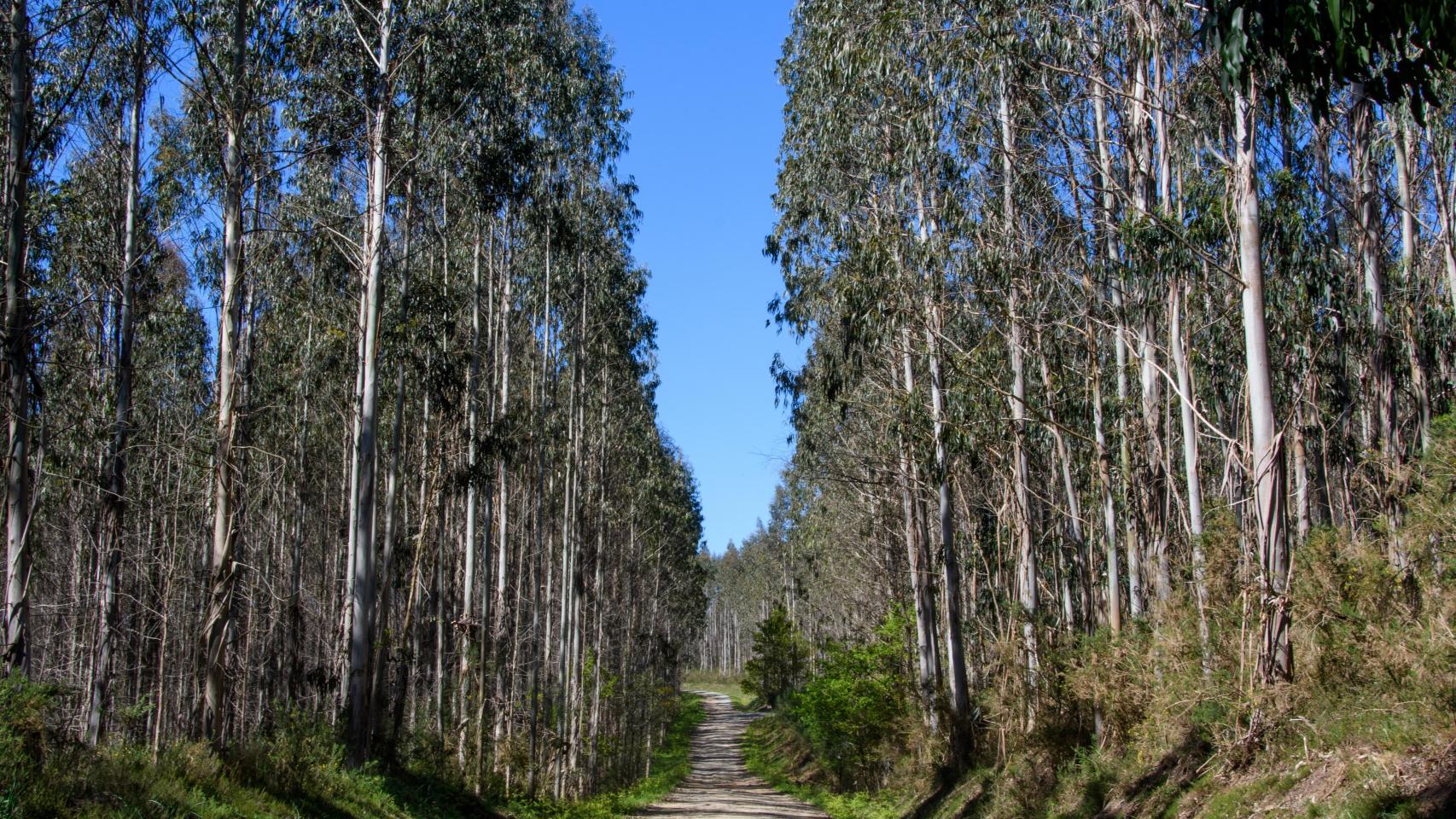 La 'fabrica de eucaliptos' que envenena los montes gallegos: los vecinos señalan los monocultivos intensivos