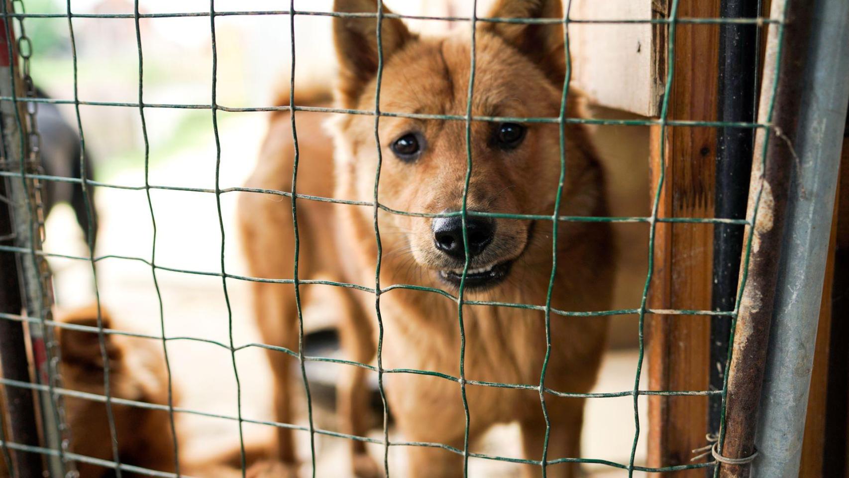 Un perro en una protectora, en una imagen de archivo.