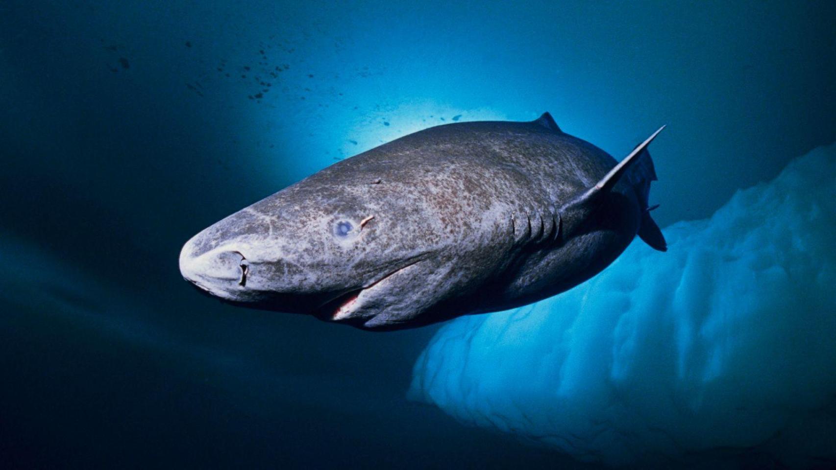 Ejemplar de tiburón de Groenlandia junto a un iceberg.