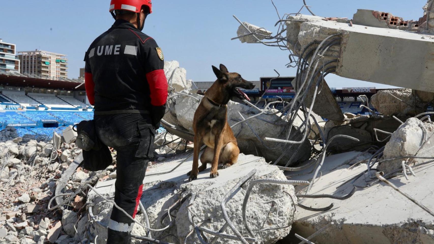 Uno de los perros, en los restos del Gol Sur