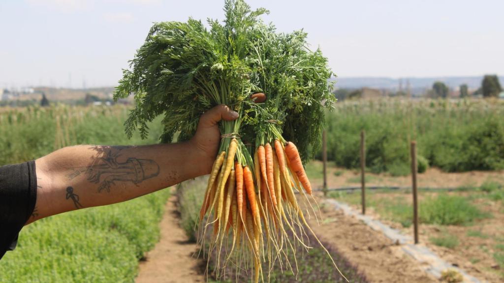 Gonzalo planta en su huerto hasta 300 variedades de verduras.