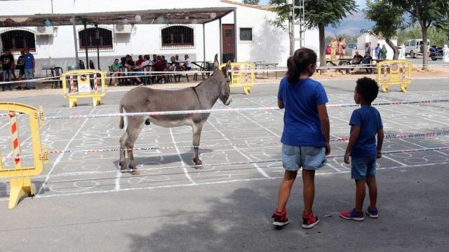 La Cagà de la Burra en Benidorm