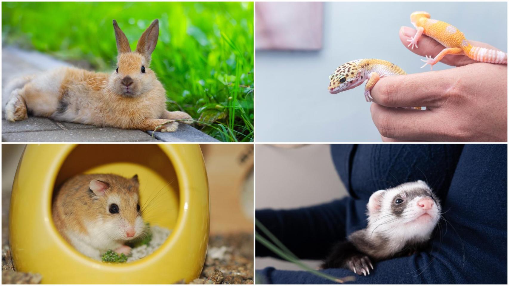 Un conejo, un hurón, un hámster y varios geckos