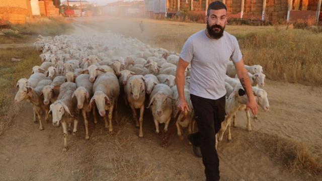 El pastor de Villamorco (Palencia), José de Mingo saca al rebaño al campo a pastar