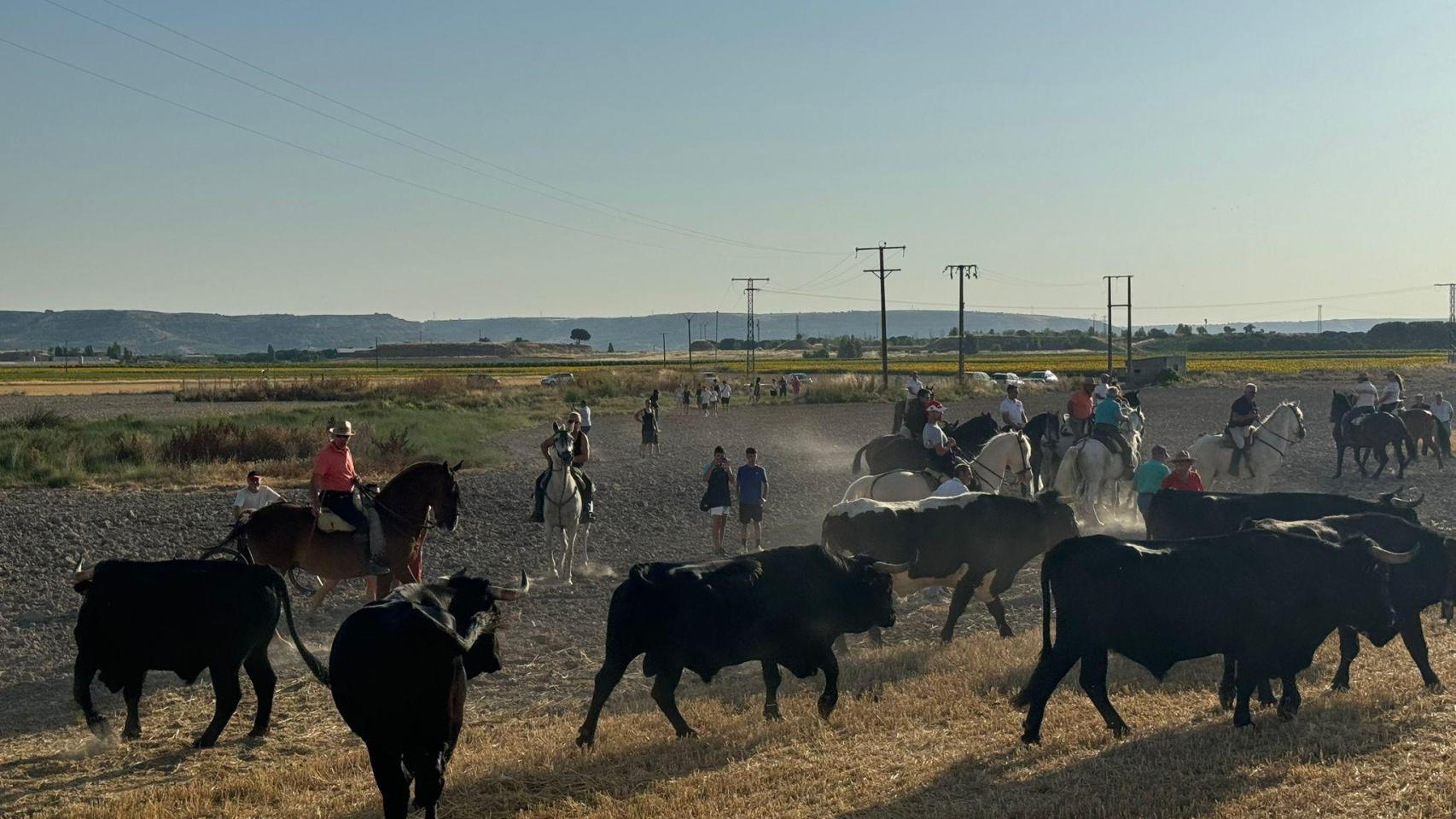 Paseo trashumante con las reses en Peñafiel