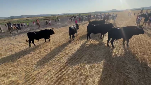 Paseo trashumante con las reses en Peñafiel (Valladolid)