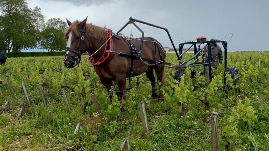 En el Chateau Latour aran de forma tradicional con caballo.