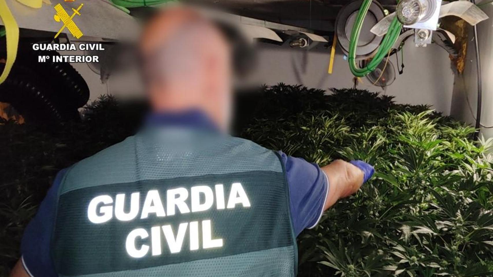 Desmantelada una plantación de marihuana 'indoor' ubicada en un Chalet de Calpe