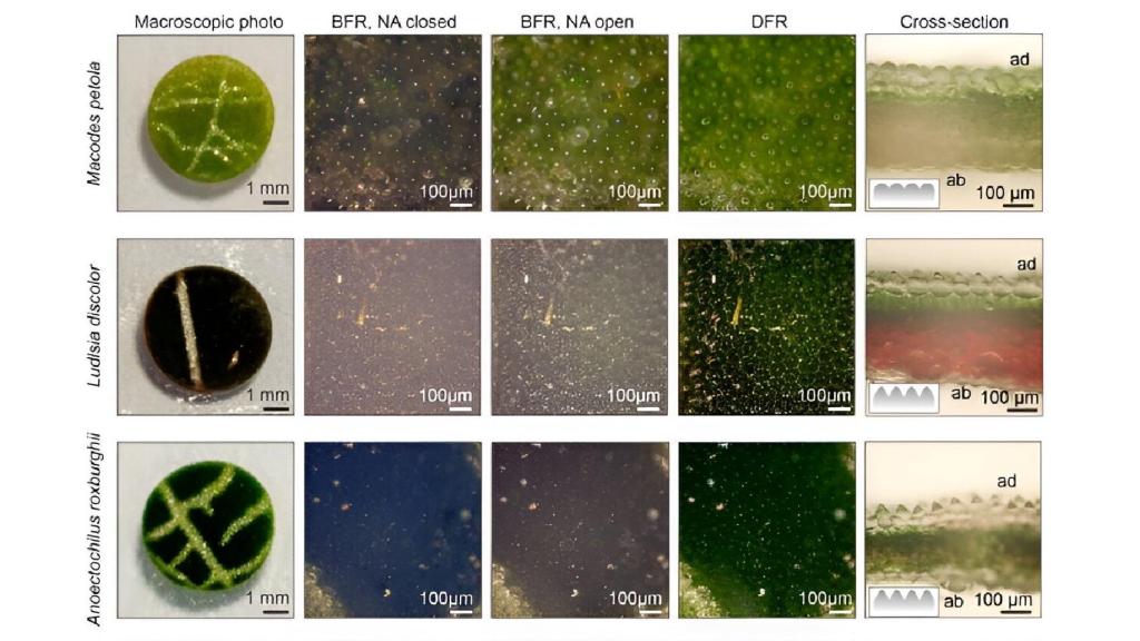 Los investigadores compararon la morfología de distintos tipos de plantas