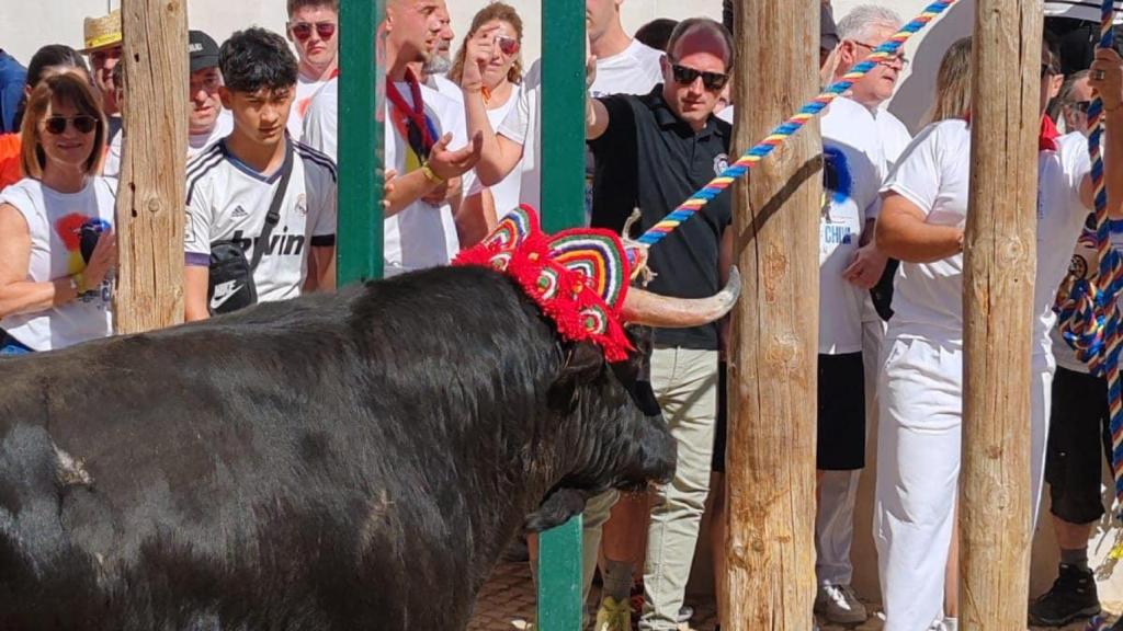 Festejos de 'El Torico de la Cuerda' en Chiva (Valencia). EE