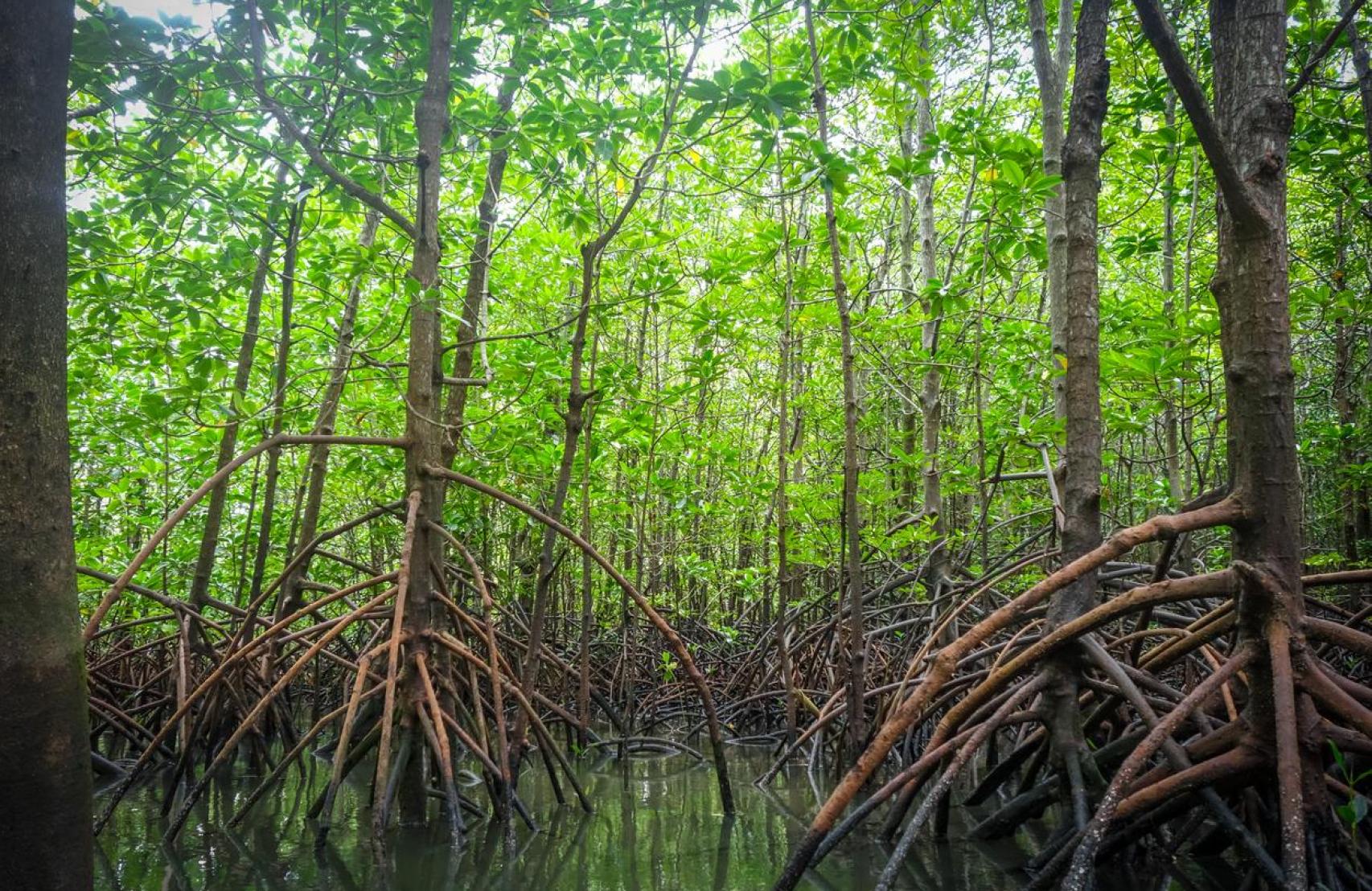 Manglar en la bahía de Phang Nga, Tailandia.