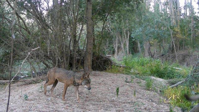 Imagen del lobo captado en la provincia de Valladolid.