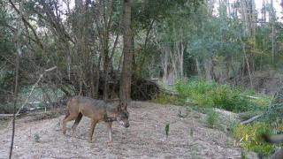 Captan lobos en la provincia de Valladolid