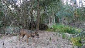 Imagen del lobo captado en la provincia de Valladolid.