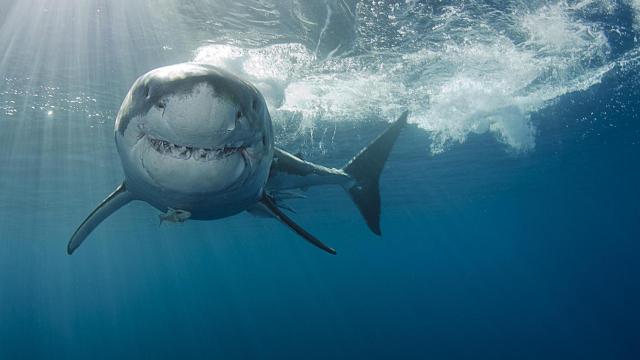 Tiburón blanco.