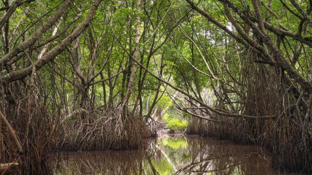 Bosque de manglares en el río Bentota, Sri Lanka.