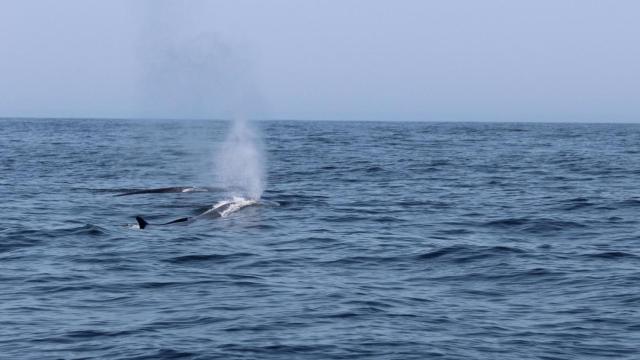 Avistamiento de ballenas a ocho millas al oeste de la Isla de Sálvora en agosto de 2024.