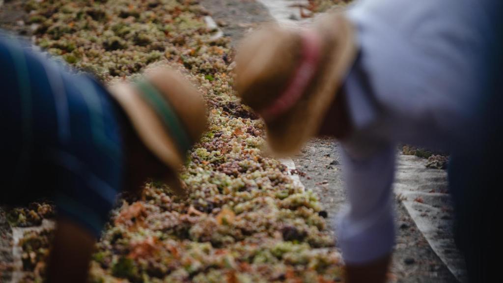 Mujeres trabajan con la uva de la variedad Pedro Ximénez.